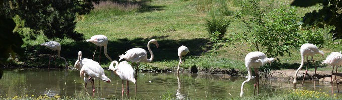 Ilustrační obrázek - ZOOPARK Chomutov