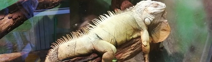 Ilustrační obrázek - Návštěva bioparku