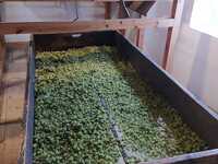 Fotografie 6 - Osmáci objevovali historický Žatec