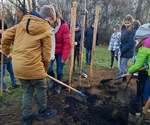 Fotografie 3 - Ve středu to vypuklo – sázení stromů začalo!