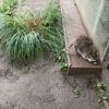 Fotografie 3 - ŠvP Plasy - 4. den - minizoo