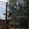 Fotografie 10 - ŠvP Plasy - 4. den - minizoo