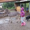 Fotografie 38 - Školní výlet - Stáj U Lucky