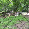 Fotografie 13 - Výlet - Zoopark Chomutov