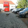 Fotografie 14 - TURISTICKÝ KROUŽEK