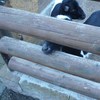 Fotografie 14 - ZOO ÚSTÍ NAD LABEM