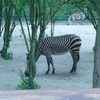 Fotografie 27 - ZOO ÚSTÍ NAD LABEM