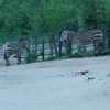 Fotografie 28 - ZOO ÚSTÍ NAD LABEM