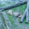 Fotografie 35 - ZOO ÚSTÍ NAD LABEM