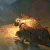Fotografie 36 - ZOO ÚSTÍ NAD LABEM