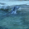 Fotografie 46 - ZOO ÚSTÍ NAD LABEM