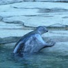 Fotografie 48 - ZOO ÚSTÍ NAD LABEM