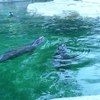 Fotografie 51 - ZOO ÚSTÍ NAD LABEM