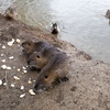 Fotografie 1 - ŠVP Plasy - nutrie
