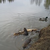 Fotografie 13 - ŠVP Plasy - nutrie