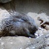 Fotografie 8 - ŠvP Plasy - ZOO Plzeň