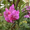 Fotografie 13 - Botanická zahrada