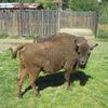Fotografie 13 - Exkurze ZOO Chomutov