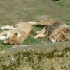 Fotografie 16 - ZOO ÚSTÍ NAD LABEM