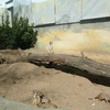 Fotografie 19 - ZOO ÚSTÍ NAD LABEM
