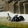 Fotografie 29 - ZOO ÚSTÍ NAD LABEM