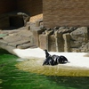 Fotografie 31 - ZOO ÚSTÍ NAD LABEM