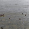 Fotografie 1 - ŠvP středa - Máchovo jezero, Staré Splavy