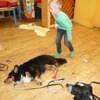 Fotografie 16 - Canis Therapy