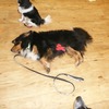 Fotografie 17 - Canis Therapy