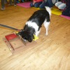 Fotografie 30 - Canis Therapy