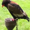 Fotografie 8 - Dravci a sovy