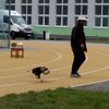 Fotografie 23 - Dravci a sovy