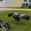 Fotografie 41 - Dravci a sovy