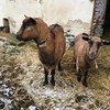 Fotografie 15 - Exkurze do skanzenu v Zubrnicích