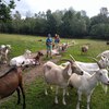 Fotografie 1 - Kozí farma