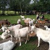Fotografie 8 - Kozí farma