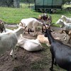 Fotografie 9 - Kozí farma