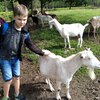 Fotografie 17 - Kozí farma