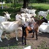 Fotografie 26 - Kozí farma