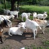 Fotografie 27 - Kozí farma