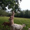 Fotografie 30 - Kozí farma