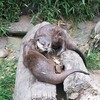 Fotografie 7 - Výlet do ZOO - odměna za vítězství v soutěži &quot;Křížem krážem&quot;