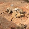 Fotografie 8 - Výlet do ZOO - odměna za vítězství v soutěži &quot;Křížem krážem&quot;