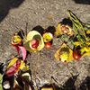 Fotografie 31 - Podzimní tvoření
