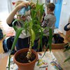 Fotografie 3 - Ošetřování pokojových rostlin