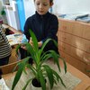 Fotografie 4 - Ošetřování pokojových rostlin