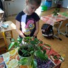 Fotografie 9 - Ošetřování pokojových rostlin