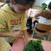 Fotografie 16 - Ošetřování pokojových rostlin