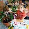 Fotografie 25 - Ošetřování pokojových rostlin