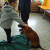 Fotografie 27 - Bezpečný pes